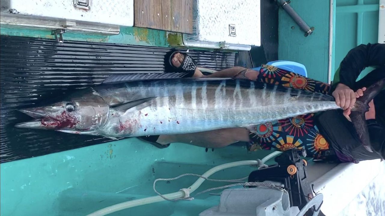 釣り上げたカマスサワラの写真