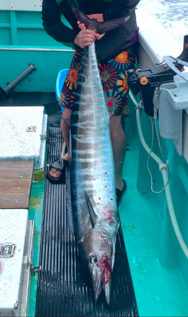 釣り上げたカマスサワラの写真